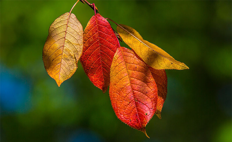 autumn leaves mongolia 